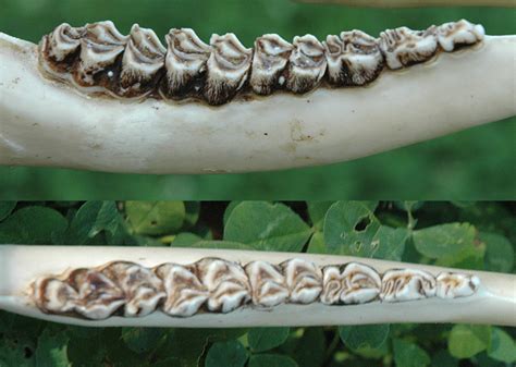 How to Photograph a Deer Jawbone for Aging | National Deer Association