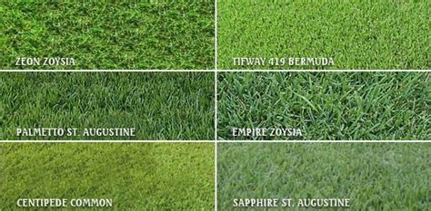 Grasses | Lawn grass types, Centipede grass, Zoysia grass