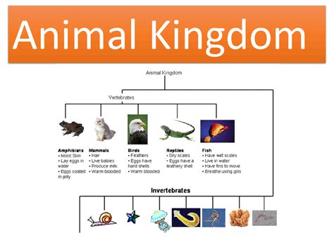 SOLUTION: Animal Kingdom Vertebrates and Invertebrates Presentation ...