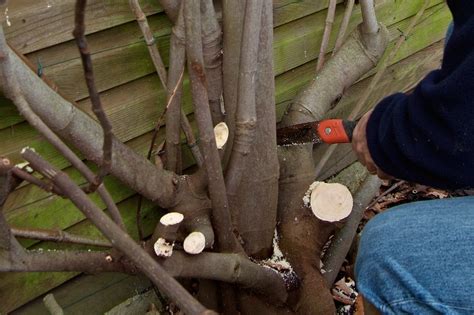 Pruning a fig tree (with pictures) - gardenersworld.com