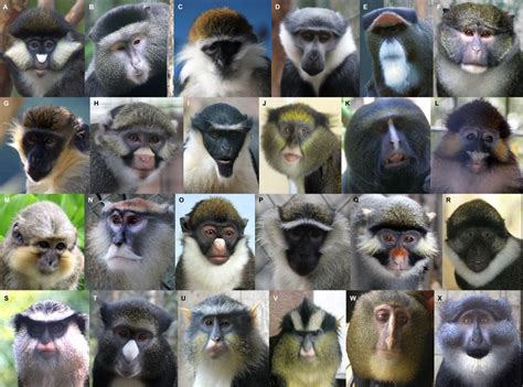 Diverse Faces Keep Guenon Monkeys From Interbreeding | WIRED