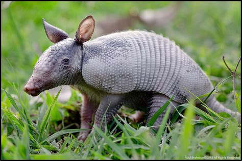 Baby Nine-banded Armadillo (Dasypus novemcinctus), Costa R… | Flickr