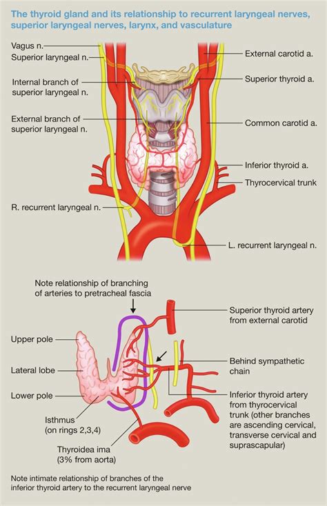 Superior Thyroid Artery Branches