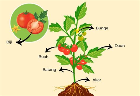 Mengenal Jaringan Penyusun Organ Tumbuhan, Biologi Kelas 11