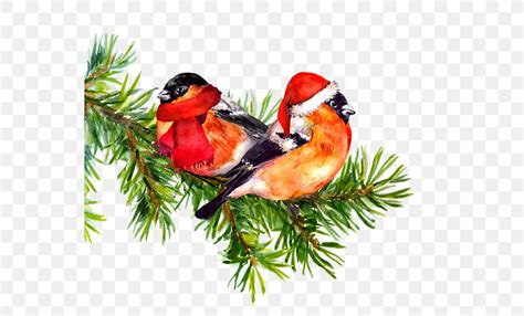 Bird Watercolor Painting Drawing Tree, PNG, 555x495px, Bird, Beak, Cardinal, Christmas Ornament ...