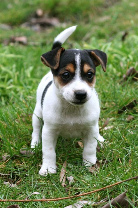 Cute Short Legged Jack Russell Terrier Puppies Pictures | Jack russell puppies, Jack russell ...