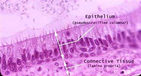 Pseudostratified Epithelial Tissue