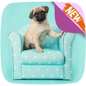Cute Pugs Wallpapers - Latest version for Android - Download APK