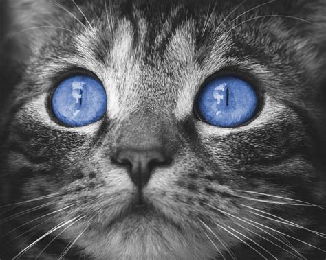 Cat Blue Eyes Free Stock Photo - Public Domain Pictures