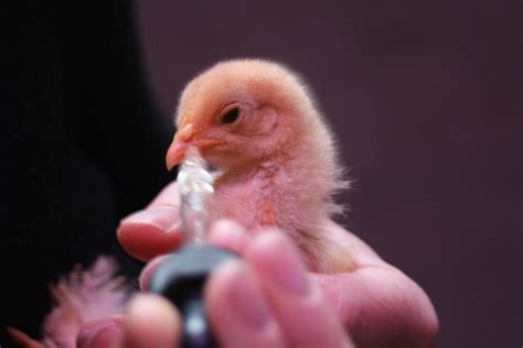 The Little Backyard Farm: Lethargic baby chick