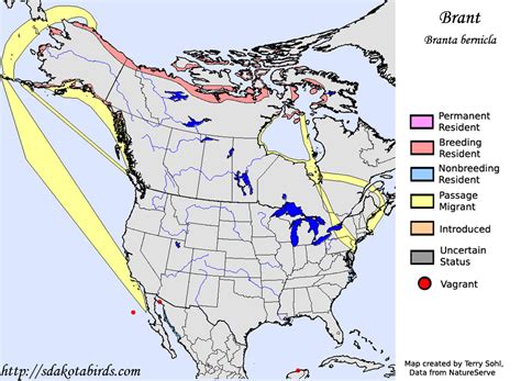 Brant - Species Range Map