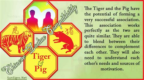 Tiger Pig Compatibility: Motivated and Complementary - Zodiac Signs 101