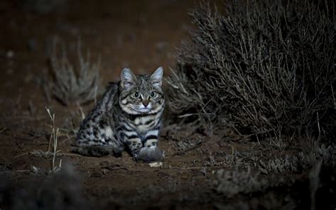 Adorable, Remorseless Killing Machine Is World's Deadliest Cat | Live Science