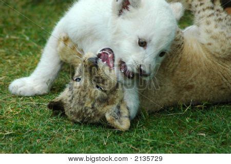 Lion Cubs Playing Image & Photo (Free Trial) | Bigstock