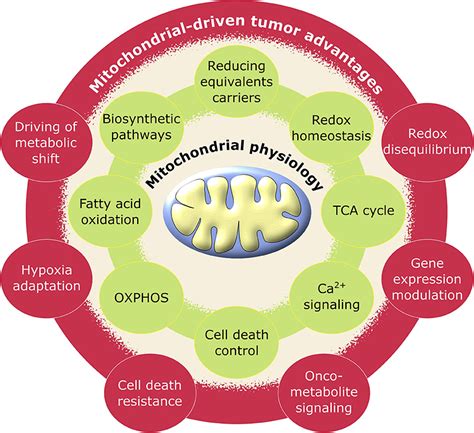 Frontiers | Metabolic Plasticity of Tumor Cell Mitochondria