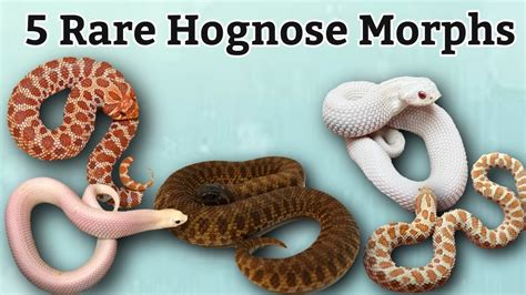 Western Hognose Snake Morphs : Western Hognose Snake Care Guide Faq Neeness - How to breed ...