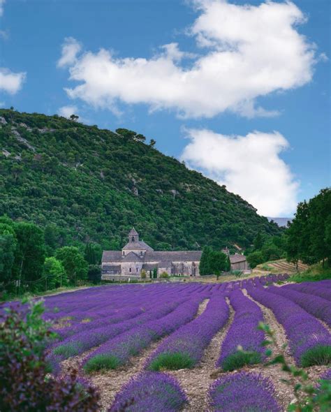 Provence Lavender Tours