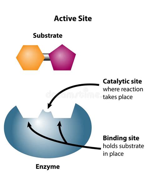 Enzyme Substrate Stock Illustrations – 538 Enzyme Substrate Stock Illustrations, Vectors ...