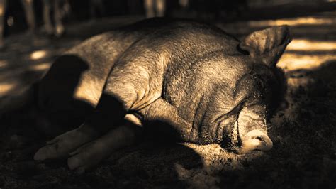 Largest Pig Ever Recorded Found In Tennessee - Animals Around The Globe