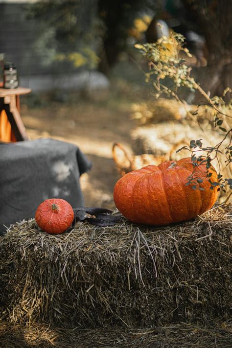 3,000+ Best Pumpkin Patch Photos · 100% Free Download · Pexels Stock Photos