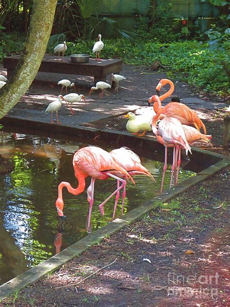 Flamingos at the Everglades Wonder Gardens in Bonita Springs. Florida ...