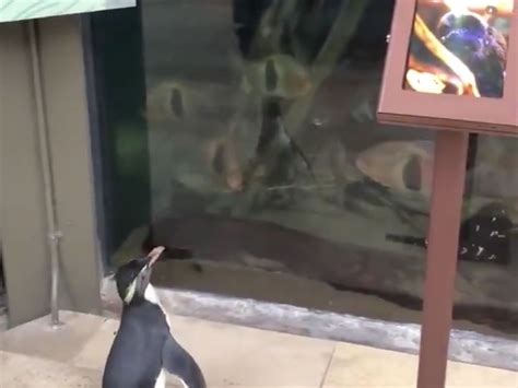 Chicago Aquarium Let Penguins Roam Free During Closure