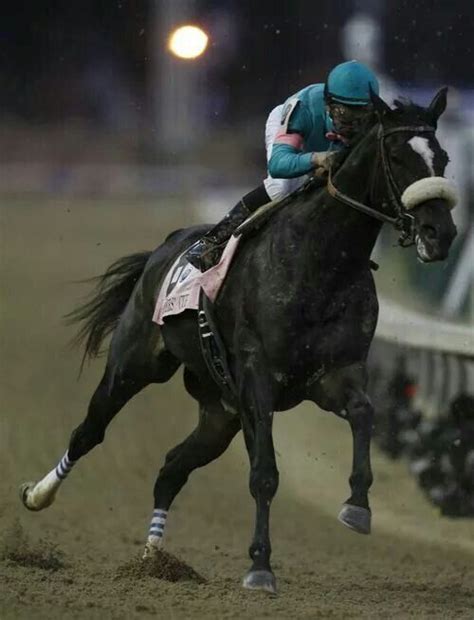 Zenyatta | Zenyatta horse, Thoroughbred horse racing, Horse racing