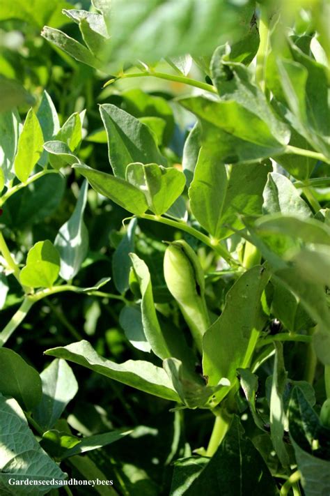 Growing Fava Beans - Garden Seeds and Honey Bees