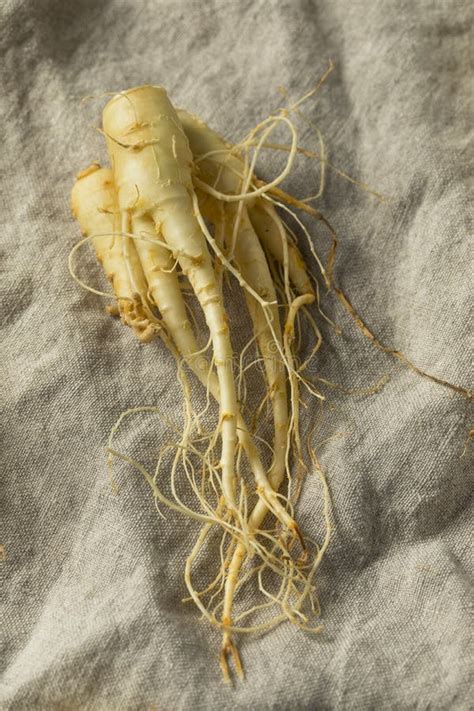 Raw Organic Healthy Ginseng Root Stock Image - Image of health, ginseng: 125033905