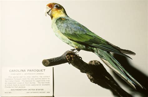 Carolina Parakeet - Tumblr Gallery