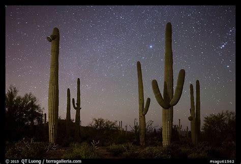 Picture/Photo: Saguaro cacti and starry night sky. Saguaro National Park