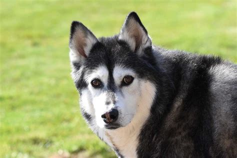 Miniature Alaskan Husky – Profile | Care | Facts | Traits | Health - Dog Dwell