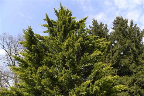 Leyland Cypress Trees: Care & Growing Guide