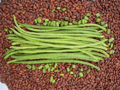 Cowpeas – Seneps Plant Choice