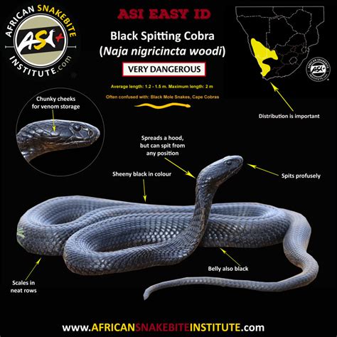 Black Spitting Cobra - African Snakebite Institute