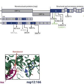 Schematic representation of the mutations identified in patient 1 (A ...