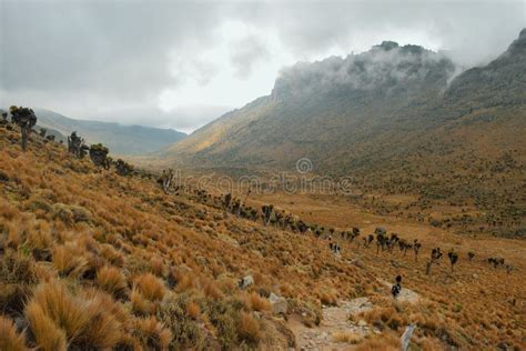 The Scenic Landscapes Of Mount Kenya Editorial Photography - Image of mountains, park: 125055667