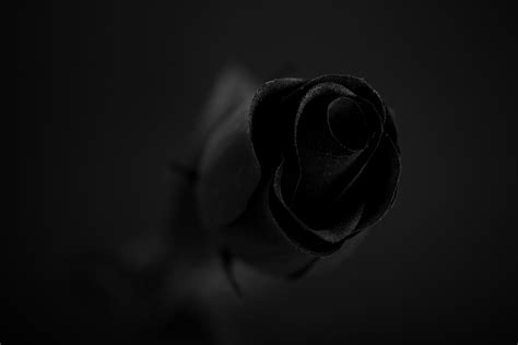 Black Rose Free Stock Photo - Public Domain Pictures
