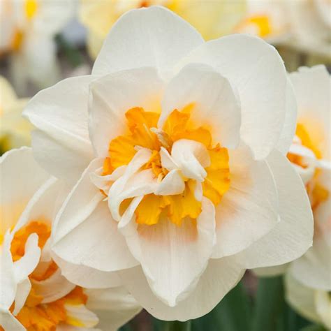 Flower Parade Daffodil Bulbs | Wholesale Pricing | Colorblends®