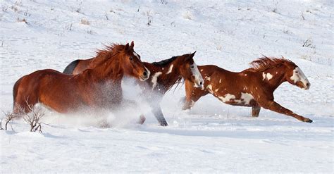 Trio Of Quarter Horses Running In Snow Photograph by Darrell Gulin - Pixels