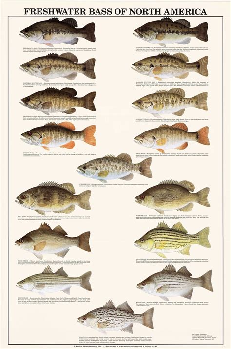 Fish Poster Freshwater Bass Identification Chart Gamefish Fishermen's Wall Art Decor - Etsy