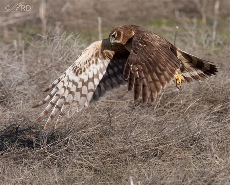 Northern Harrier Hunting a Vole – Feathered Photography