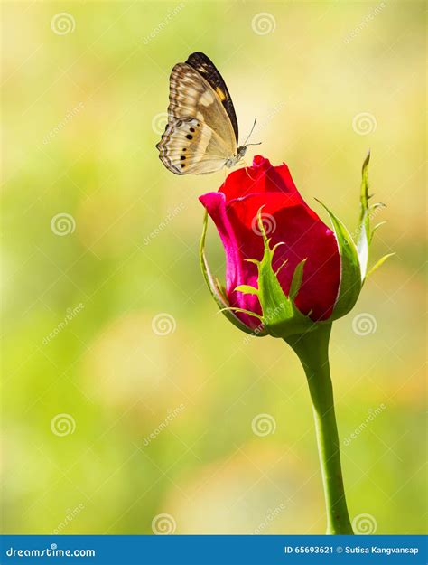 Butterfly on Red Rose Flower Stock Image - Image of flora, love: 65693621