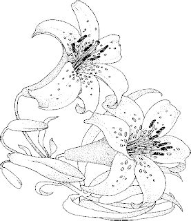 Lily Flower Coloring Pages - Flower Coloring Page