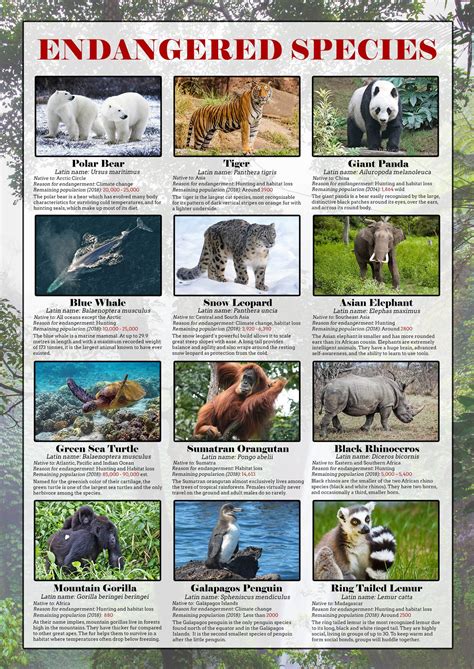 Endangered Species Poster – Tiger Moon