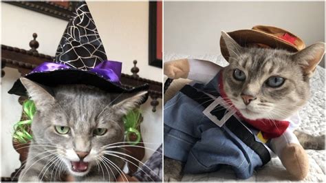 The Best Halloween Costumes, as Reviewed by Real Rover Cats