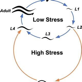 The life cycle of Caenorhabditis elegans. Newly hatched worms that... | Download Scientific Diagram