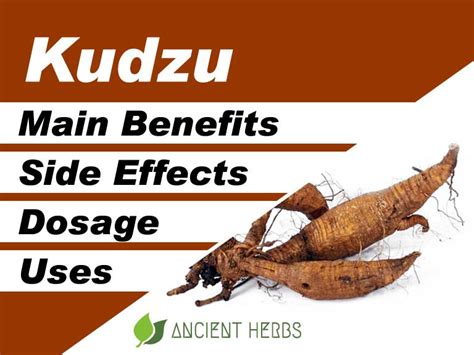 Kudzu Benefits, Uses, Dosage & Side Effects