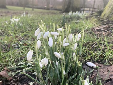 The first snowdrops I’ve seen in 2021