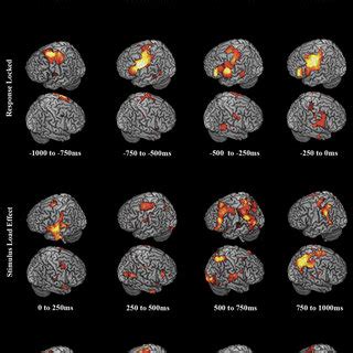 Summary figure depicting phonological loop network activations across... | Download Scientific ...